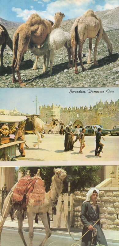 Jerusalem Israel Camels & Owners 3x Postcard s