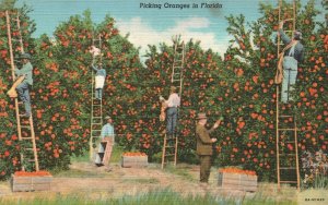 Vintage Postcard Picking Oranges Fruit Farms Harvesting Florida Tropical Series