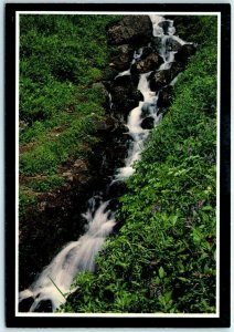 Postcard - Alpine Stream in Denali National Park, Alaska