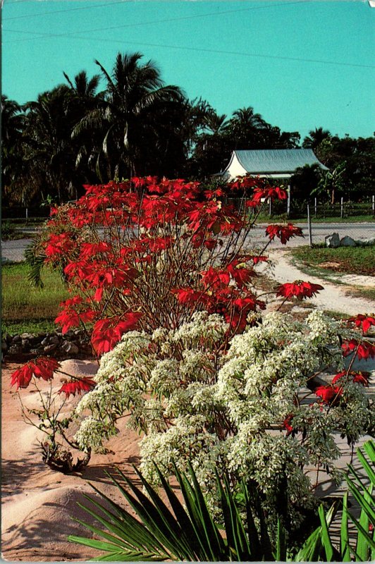 Cayman Islands Nature Festive Floral Decorations Postcard Unused (33101)