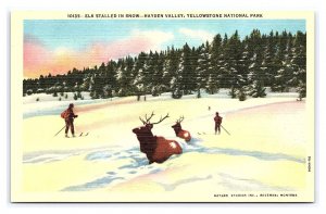 Elk Stalled In Snow Hayden Valley Yellowstone National Park Wyoming Postcard