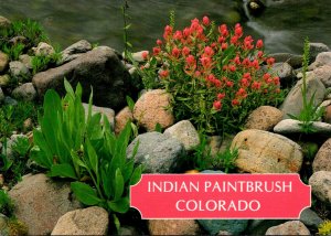 Colorado Flowers The Indian Paintbrush