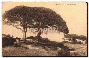 Postcard Old St Raphael Pines