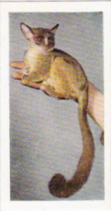 Hornimans Tea Trade Card Pets No 15 Bush Baby