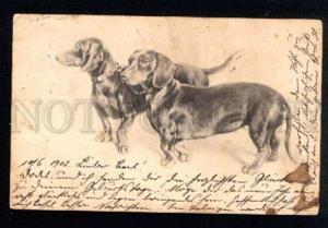 3040020 Two Funny DACHSHUND in Collars. Vintage RPPC 1902 year