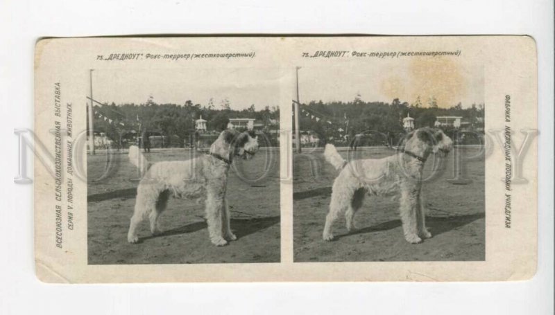 3072171 Russian champion fox-terrier Drednout Stereo