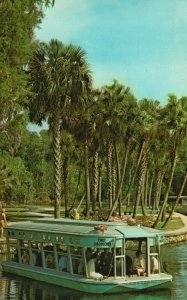 Vintage Postcard Glass Bottom Boat Cruises Florida's World Famous Silver Springs