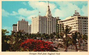 Postcard 1920's Biscayne Boulevard From Bayfront Park Poinciana Tree Blooms FL