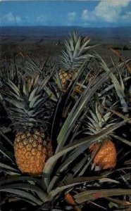 Pineapple - Hawaii s, Hawaii HI  