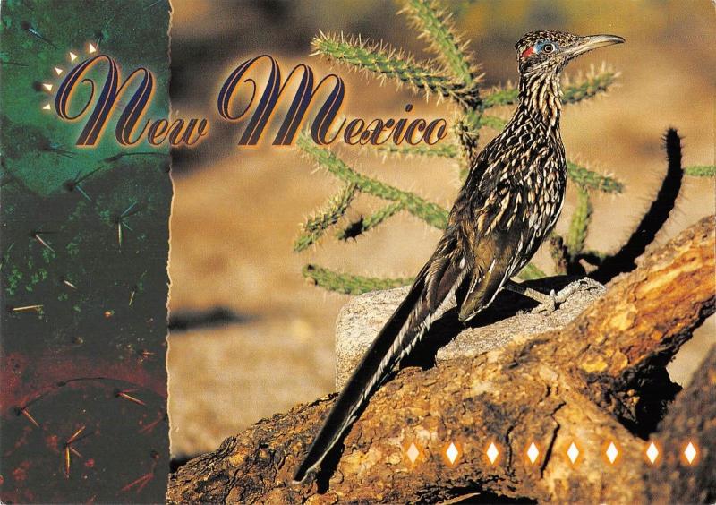 BR98657 new mexico the geococcyx california nus bird usa