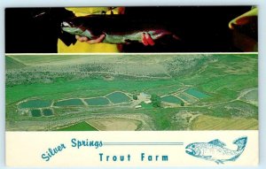 MONTROSE, Colorado CO ~ Fishing SILVER SPRINGS TROUT FARM 1960s-70s Postcard