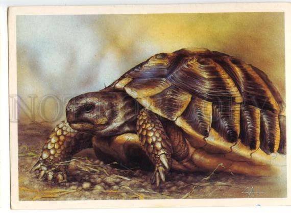 152843 Moscow ZOO Spur-thighed tortoise TURTLE ISAKOV old PC