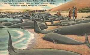 Vintage Postcard Black Fish Driven Ashore South Wellfleet Cape Cod Massachusetts