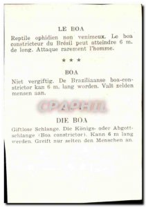 Image Boa Boa Boa Snake Snake Die