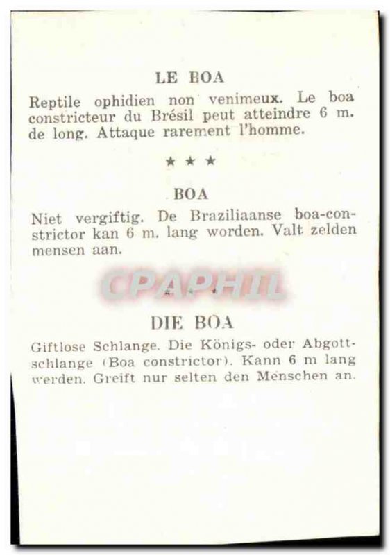 Image Boa Boa Boa Snake Snake Die