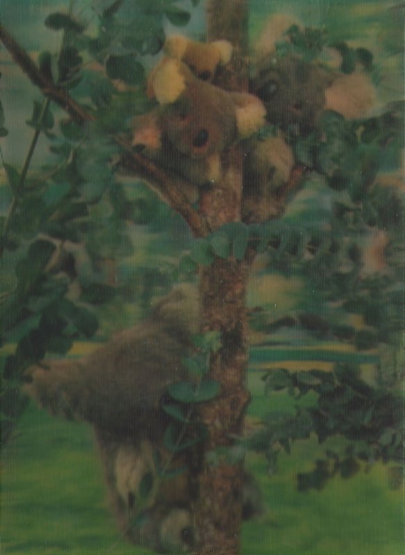 Australian Squirrel 3D Three Dimensional Rare Postcard