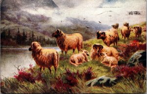 Sheep Flock in Pasture Mountain Lake Pastoral Postcard 1920