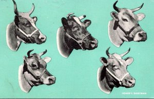 Cows Hoard's Dairyman Different Breeds 1963