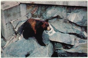 Black Bear, Vintage Chrome Postcard