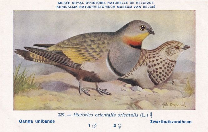 Black Bellied Sandgrouse Pterocles Orientalis WW2 Bird Rare Postcard