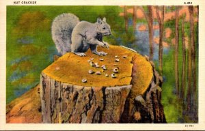 Squirrels A Nut Cracker 1940 Curteich