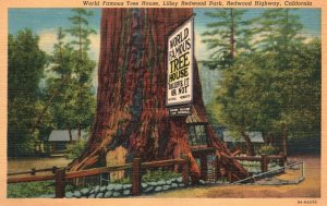 Vintage Postcard 1920's World Famous Tree House Lilley Redwood Park California