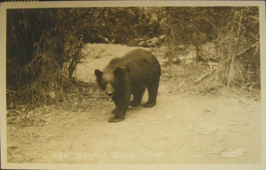 Brown Bear Byron Harmon Real Photo Postcard 590