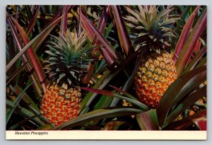 Sweet Delicious Hawaiian Pineapples Vintage Unposted Postcard