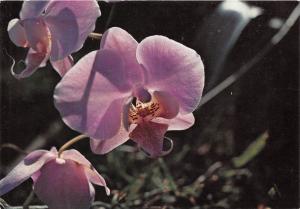 BR9647 Ile de la reunion Orchidee flowers fleuries  africa