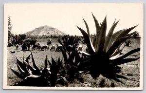 Farmer Cattle Sheep Near Pyramid Of The Sun Teotihuacan Mexico RPPC Postcard Q26