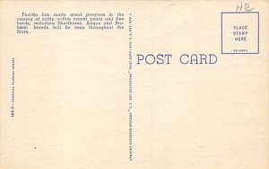 Brahman Bull in Florida Pastures  