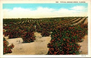 VINTAGE POSTCARD ROWS OF ORANGE GROVES IN FULL BLOOM FLORIDA MINT FRESH WHITE BO