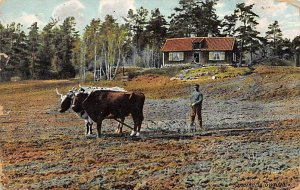 Farming in Sweden Cows 1911 