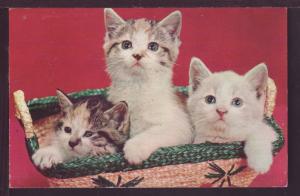 Three Happy Kittens in a Basket Post Card  3637