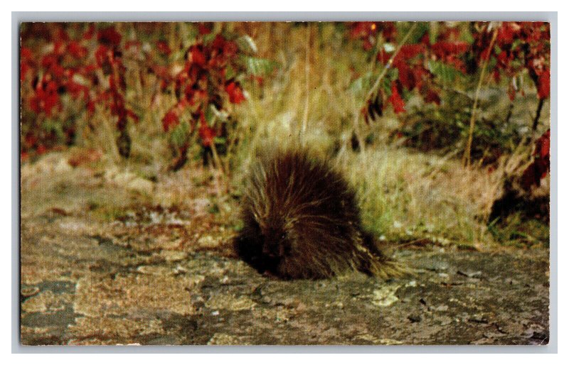 Postcard MN North Woods Porcupine Minnesota Vintage Standard View Card 