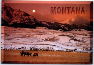 Postcard - Cow Elk graze in the meadows (Wapiti) - Montana