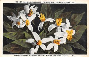 Photo of real orange blossoms, the breath of Florida in Blossom time Florida,...