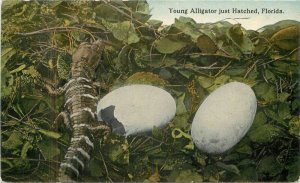 Florida Young Alligator just hatched Drew Company Postcard 22-6515