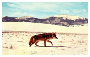 Postcard Coyote in high mountain plains