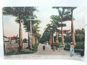 Avenue of Palms Belleville Barbados Vintage Postcard c1910