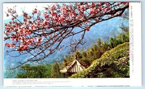 Cherry Blossoms at Yang-Ming Park TAIWAN Postcard