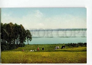 3037312 LATVIA LIVLAND Wagula lake & Cows Vintage PC