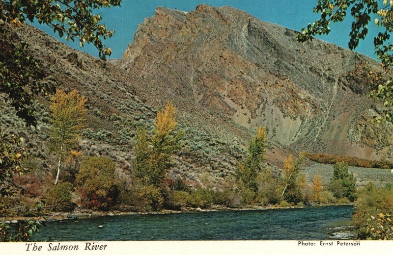 Vintage Postcard East Fork and Main Fork Junction View The Salmon River Idaho ID