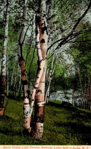 New York Adirondack Mountains Saranac Lake Birch Trees