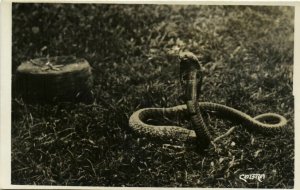 PC CPA MALAYSIA, COBRA, Vintage REAL PHOTO Postcard (b22511)