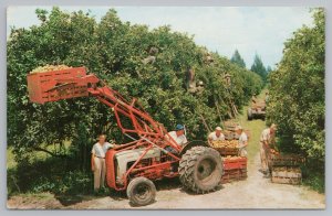 Florida~Citrus Harvest Scene~Vintage Postcard 