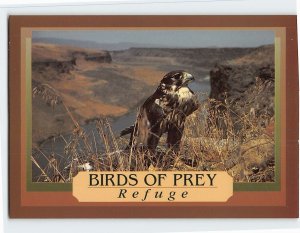 Postcard Birds Of Prey Refuge, Idaho