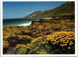 Postcard - Coastal Wildflowers - Central California