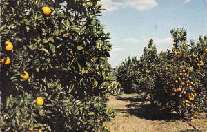 B100992 orange grove   miami usa 14x9cm