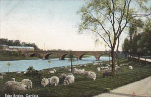 Sheep Grazing Near Eden Bridge Carlisle England